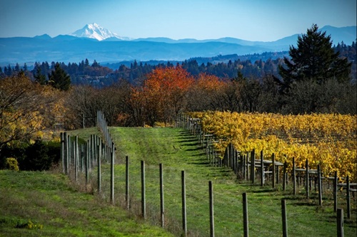 A vineyard with yellowing leaves on the grape vines. A snow-covered mountain is visible in the background.